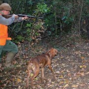 Caccia al Cinghiale: Scopriamo la Cacciarella e la Girata. Tecniche di Caccia al cinghiale di nuovo praticate da cacciatori italiani